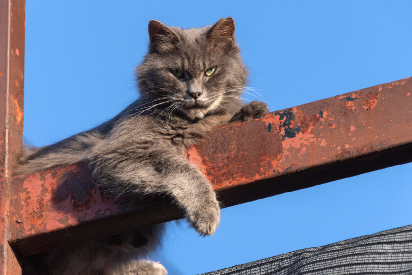 昭島市の猫