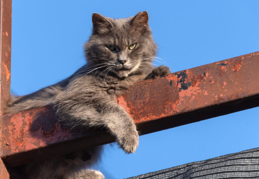 昭島市の猫