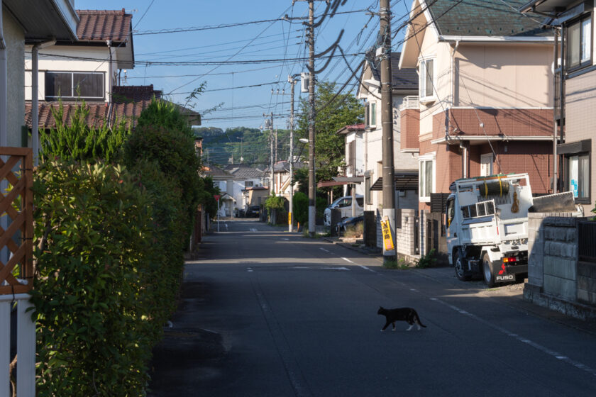 あきる野市の猫