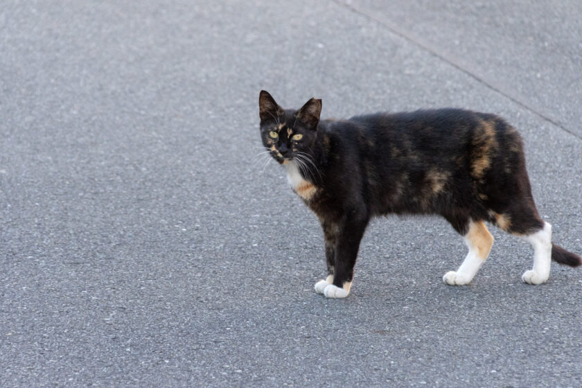 あきる野市の猫
