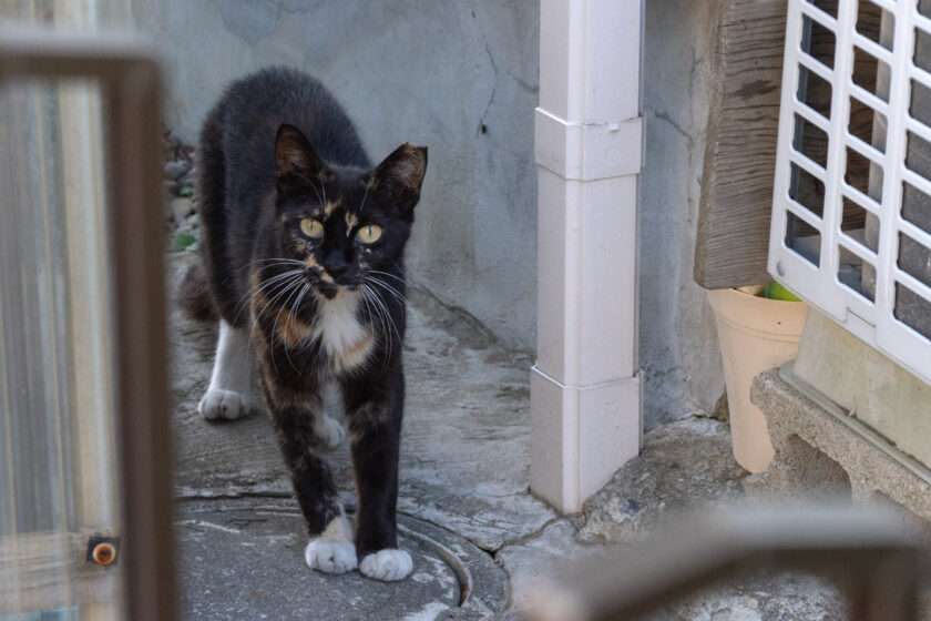 あきる野市の猫