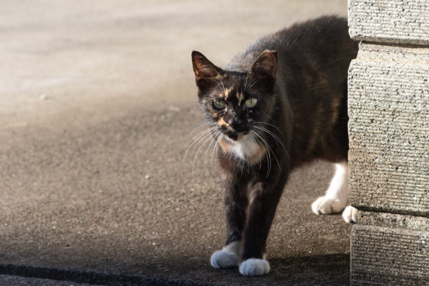 あきる野市の猫