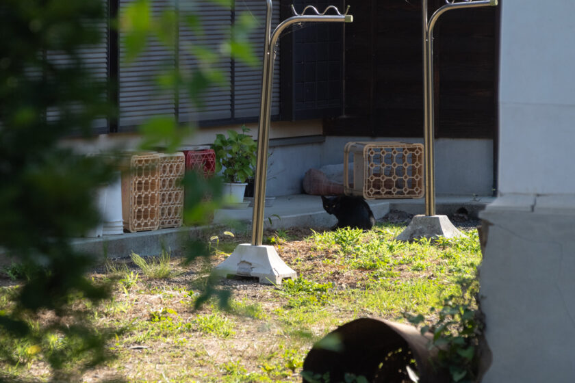 八王子市の猫
