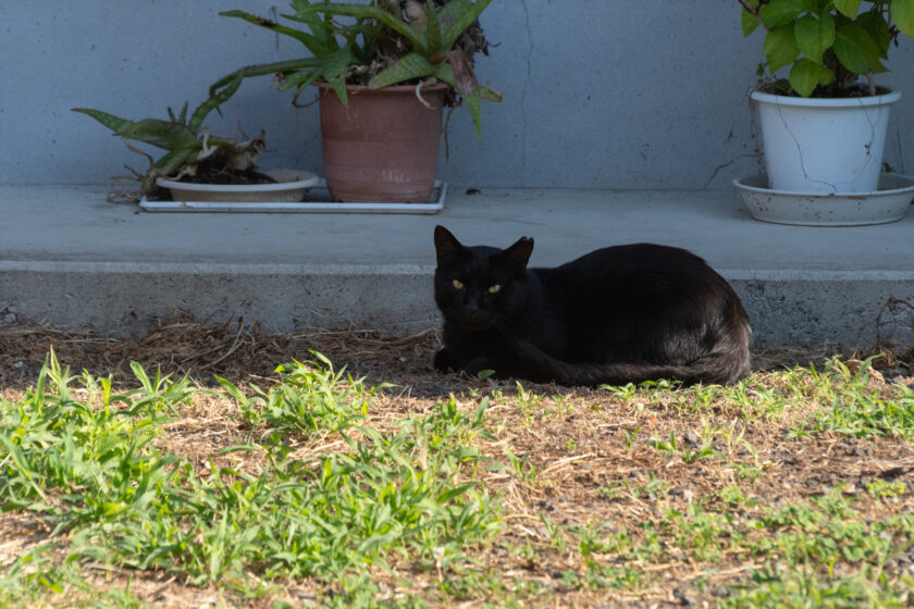 八王子市の猫