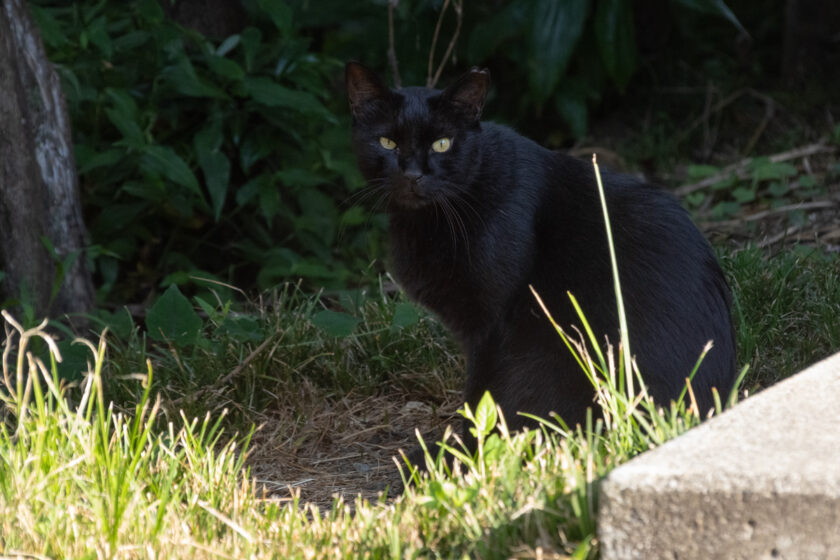 八王子市の猫