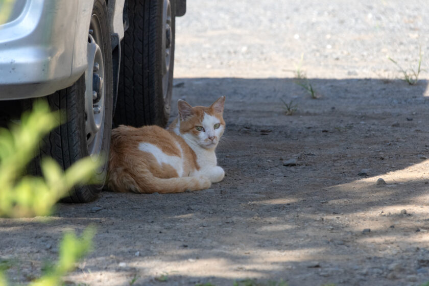 八王子市の猫