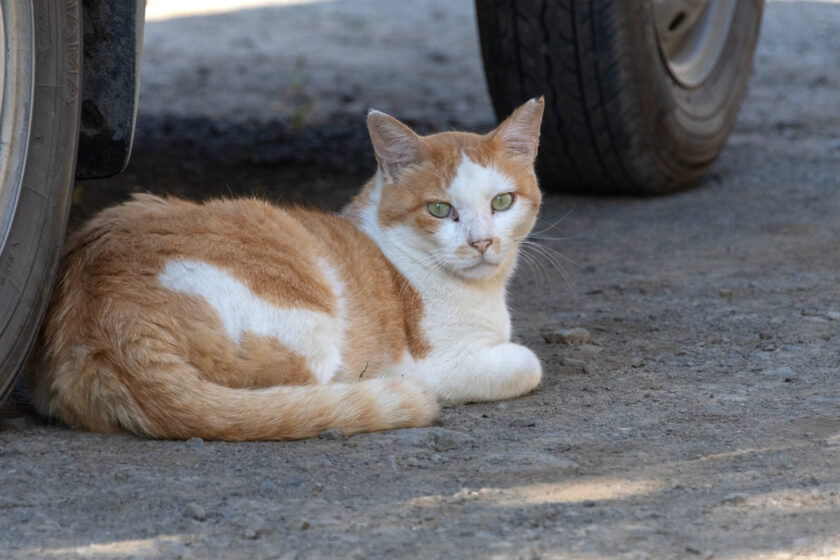 八王子市の猫