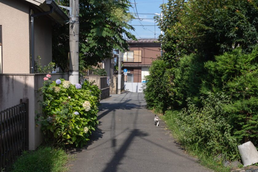 昭島市の猫