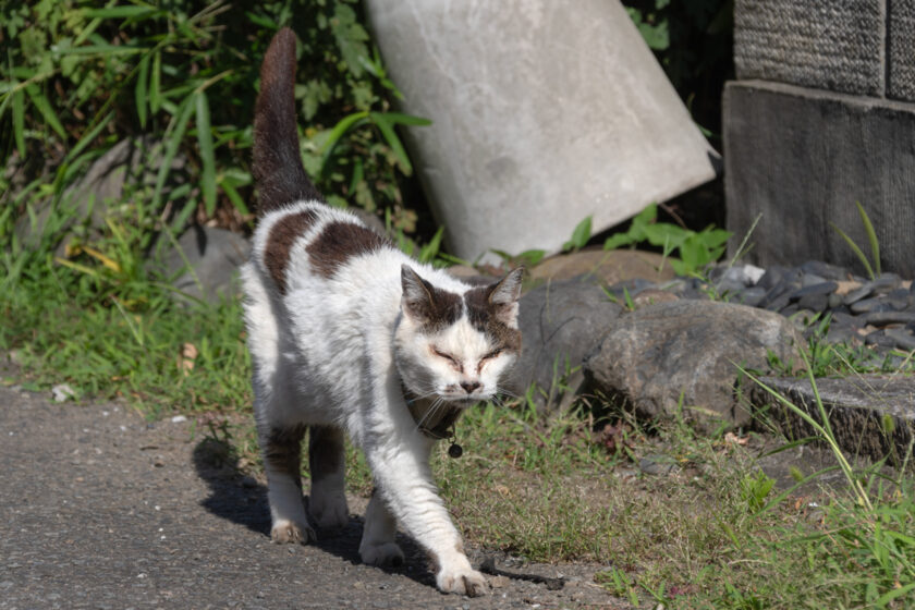 昭島市の猫