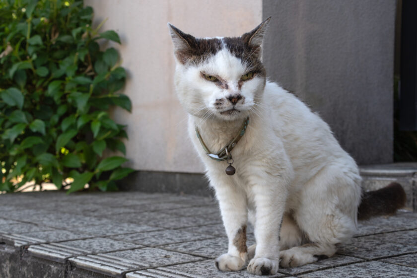 昭島市の猫