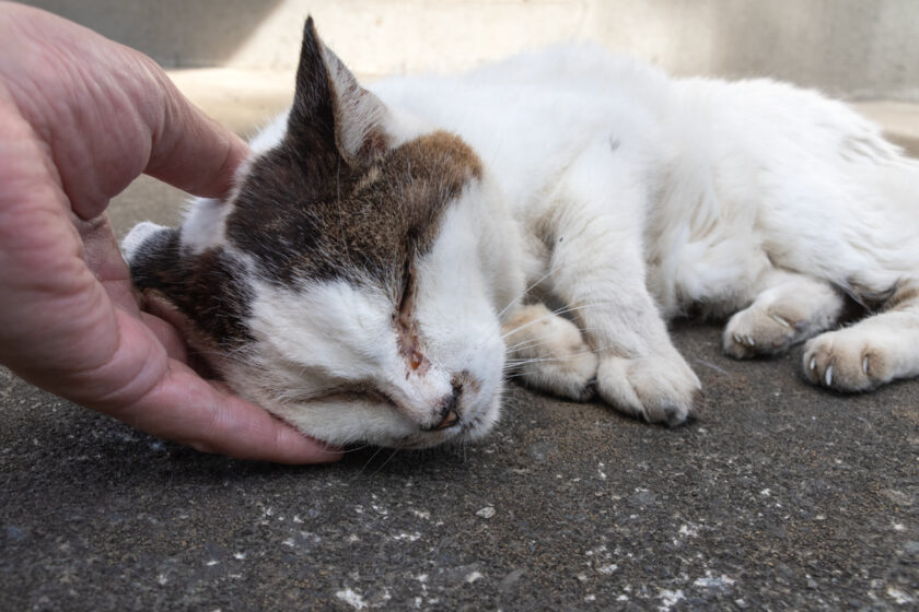 昭島市の猫
