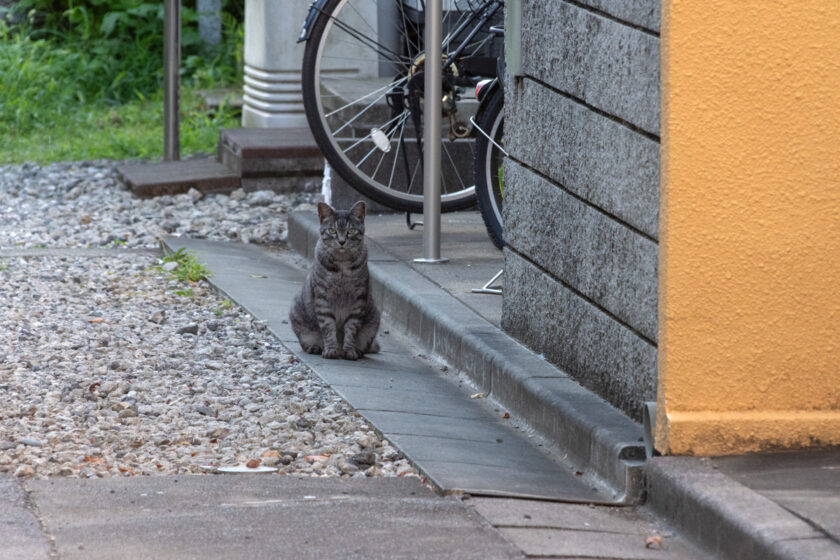 和光市の猫