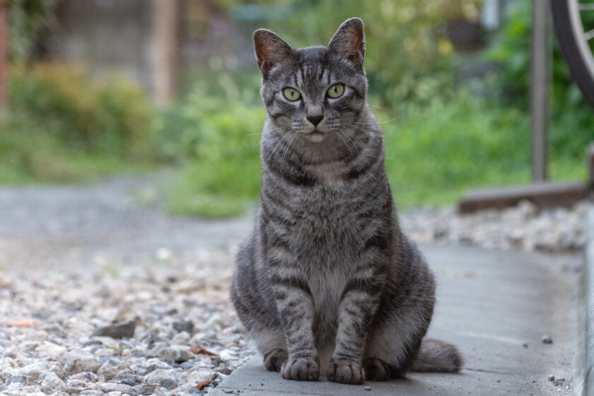 和光市の猫