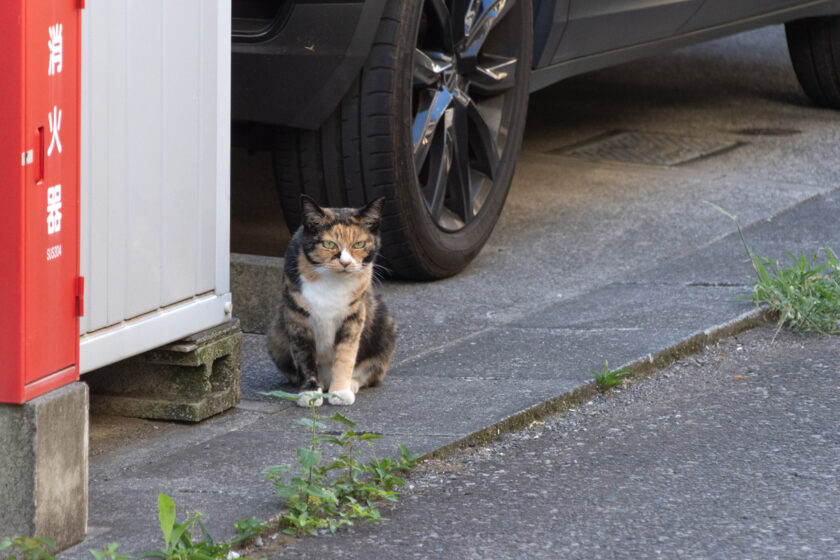 朝霞市の猫