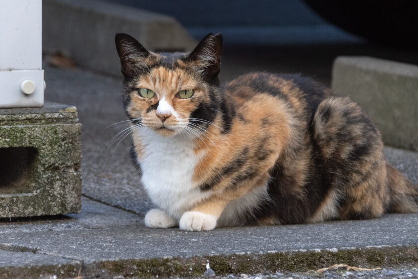 朝霞市の猫