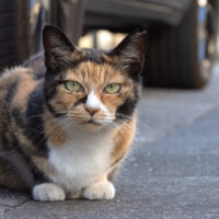 朝霞市の猫