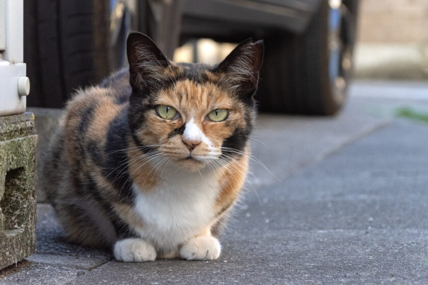 朝霞市の猫