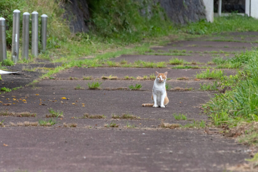 蔵王町の猫