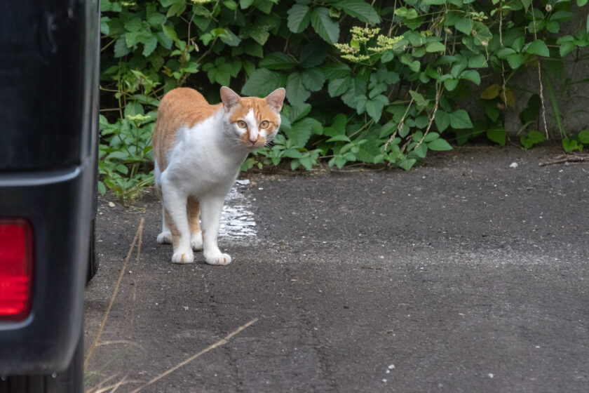 蔵王町の猫
