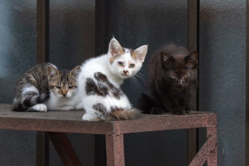 蔵王町の猫