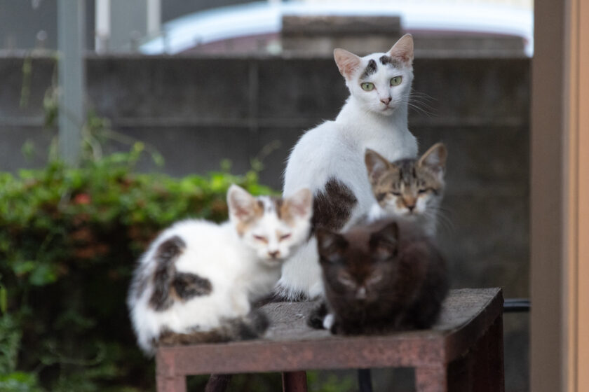 蔵王町の猫