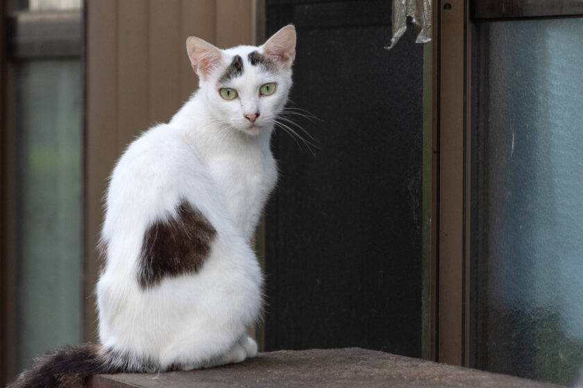 蔵王町の猫