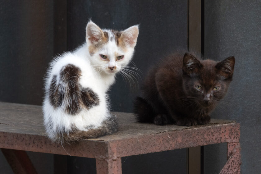 蔵王町の猫