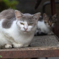 蔵王町の猫