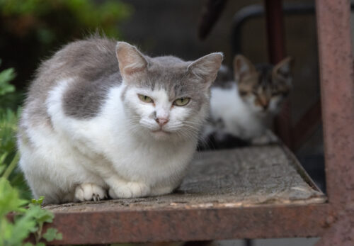 蔵王町の猫