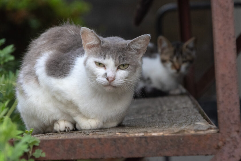 蔵王町の猫