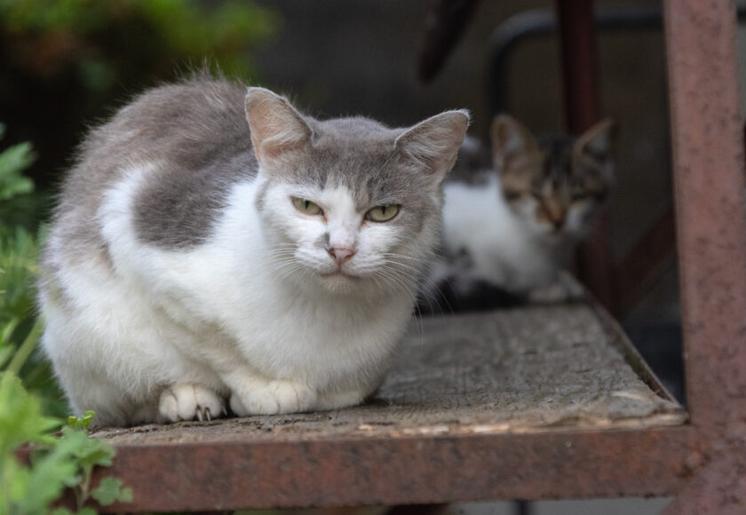 蔵王町の猫