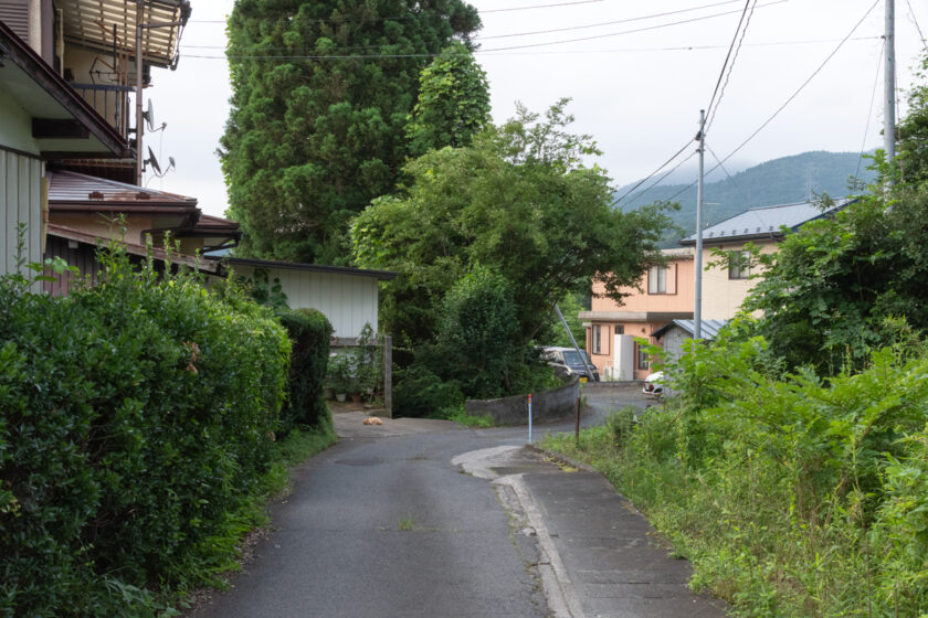 蔵王町の猫