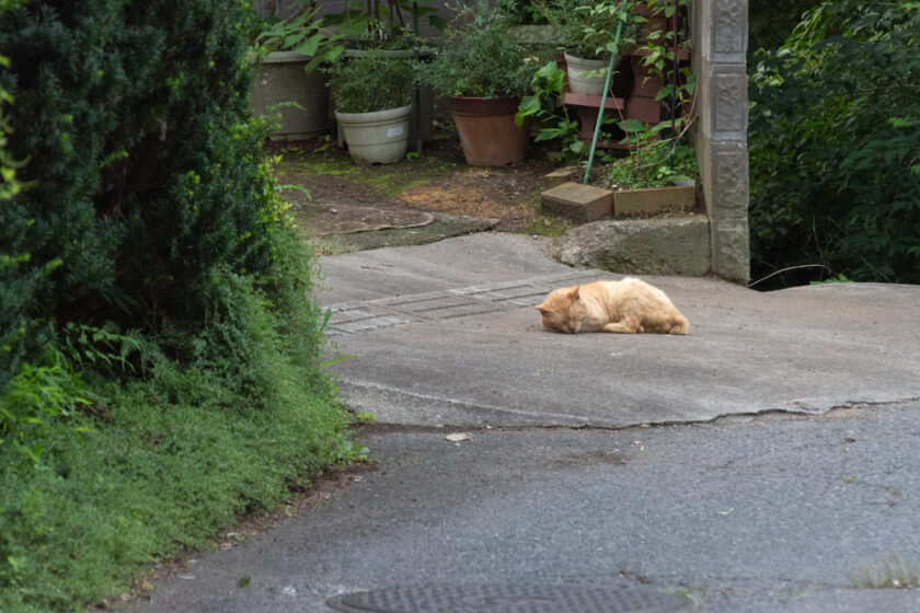 蔵王町の猫
