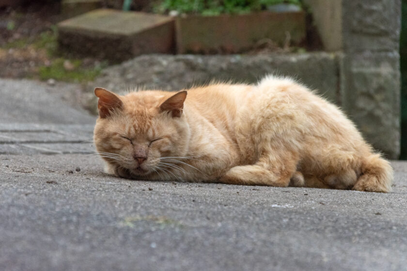 蔵王町の猫