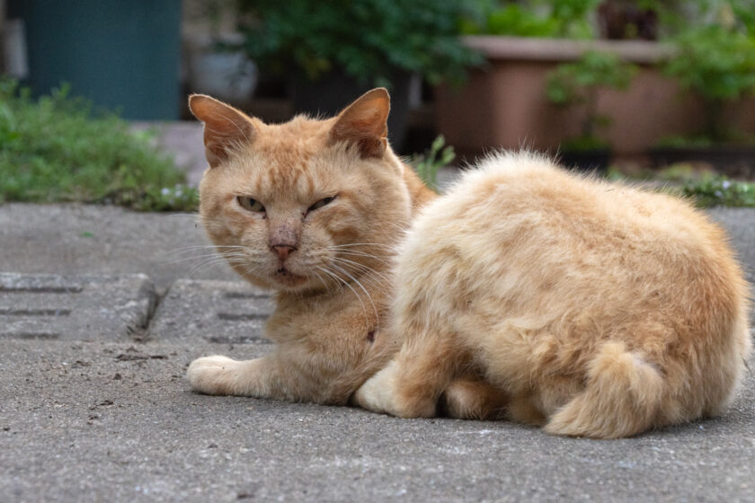 蔵王町の猫
