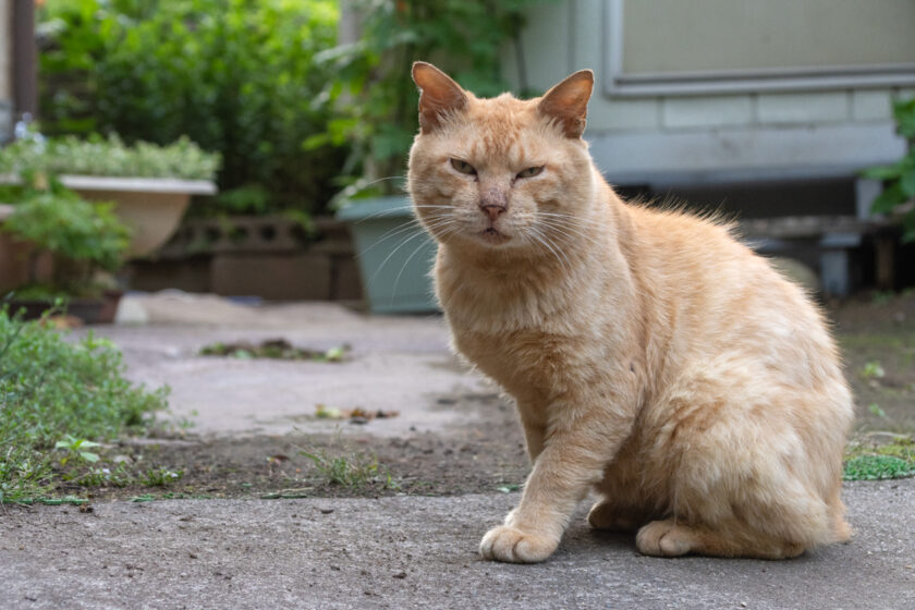 蔵王町の猫