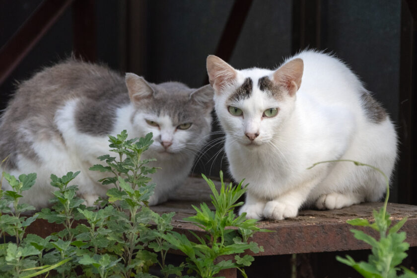 蔵王町の猫