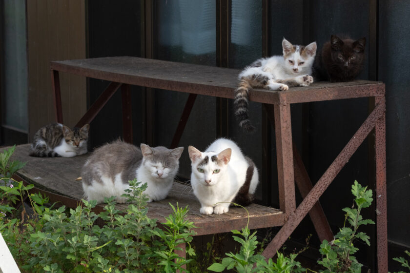 蔵王町の猫