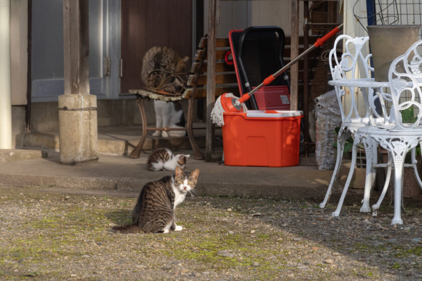 蔵王町の猫
