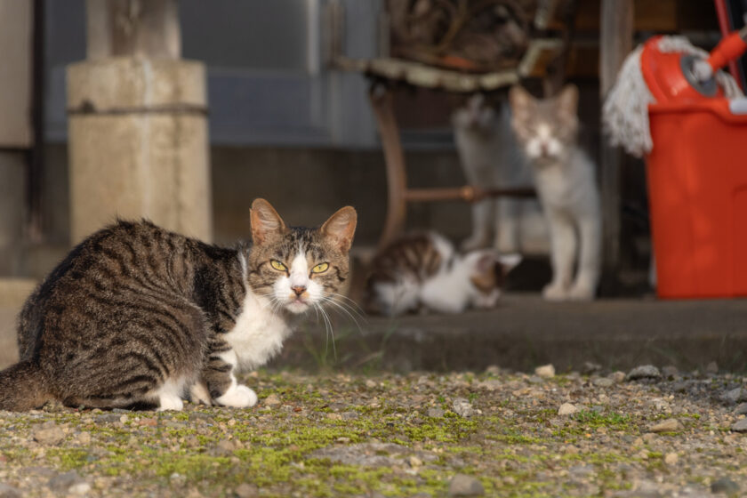 蔵王町の猫