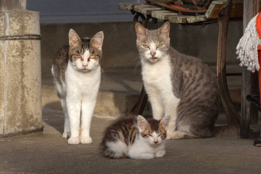 蔵王町の猫