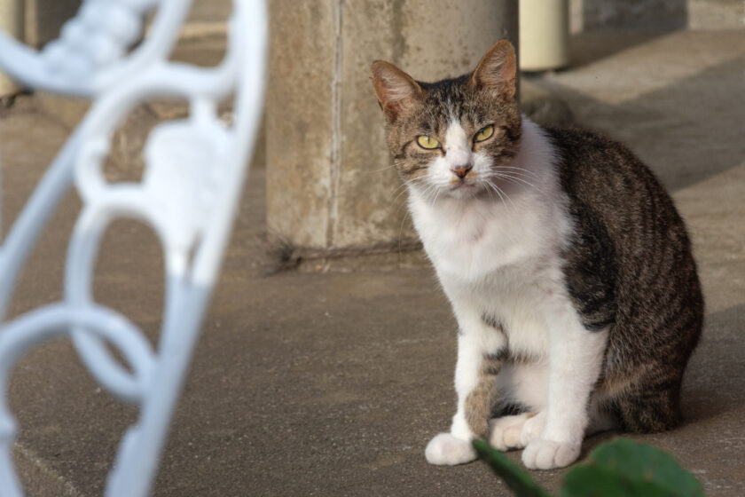 蔵王町の猫