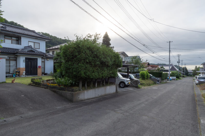 蔵王町の猫