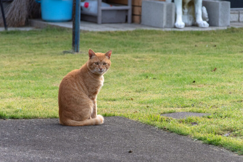蔵王町の猫
