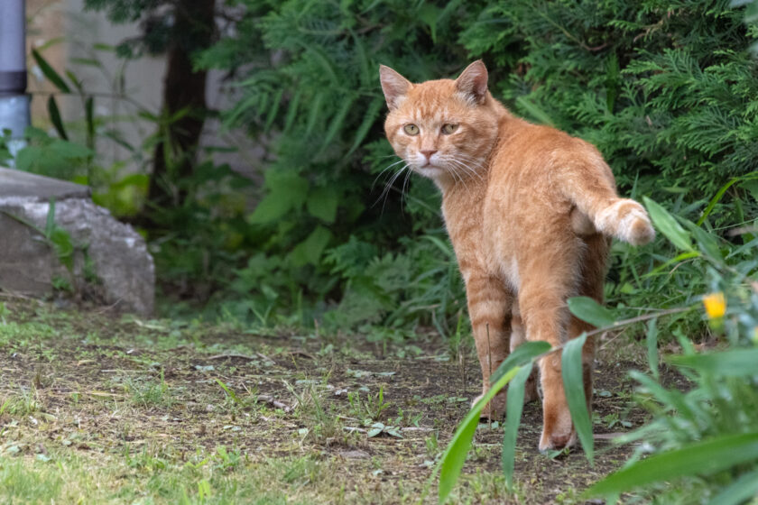 蔵王町の猫