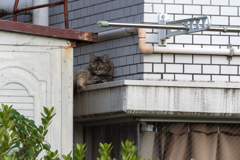 川崎市の猫