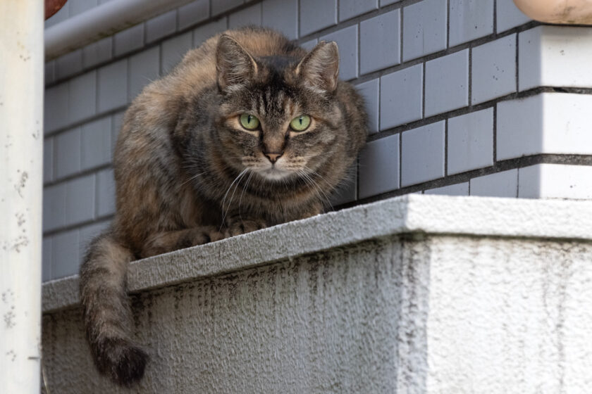川崎市の猫