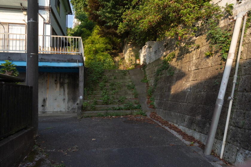 川崎市の猫