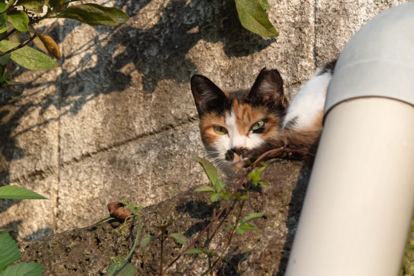 川崎市の猫
