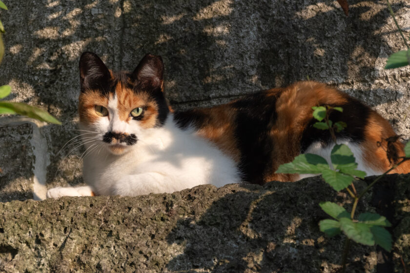 川崎市の猫